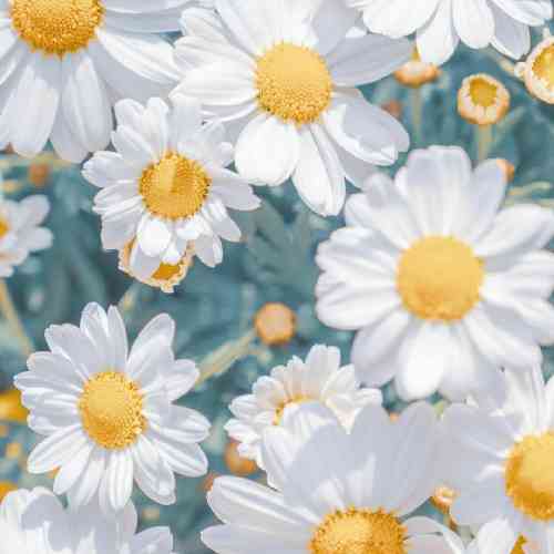 بانه شیروان ئه مویت